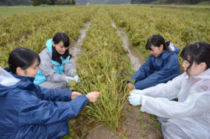 「日本一の小豆」を目指して日々、生産に努力を重ねている新庄小豆生産組合（新田敬治組合長）の組合員の畑に25日、東京製菓学校の生徒たちがやってきた。目的は、自分たちが実習で使っている小豆の生産現場を肌で感じること。受け入れ農家の人と一緒になって収穫を体験した。