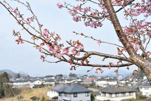 今週は春めいた暖かい気候の日が続いている。味方町の紫水ケ丘公園では、早咲きの「河津（かわづ）桜」が開花し始め＝写真（８日午前９時過ぎ）＝、季節の移ろいを感じさせている。
