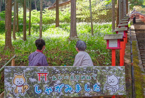 上野町の若宮神社（四方義規宮司）の境内で、シャガの花が見頃を迎えた。撮影用の足場「シャガ見台」も設置している。