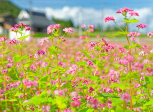 鷹栖町の市基幹集落センター前で、赤い花のソバが開花した。同所の遊休農地５㌃で春にチューリップ、秋にコスモスを咲かせてきた「ふるさと鷹栖町を守る会」（四方敏行代表）が、コスモスに代わり今秋初めて取り組んだ。