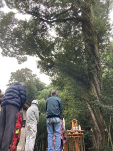 綾部の古木・名木百選に登録される味方町の笠原神社（大島基宮司）のご神木のツブラジイが４、５の両日、樹木医の診断や指導の下で樹勢回復の治療を受けた。同町自治会（志賀正則会長、４５０世帯）が今年度の「府京の森林文化を守り育てる支援事業」で補助額99万８千円の採択を受けて作業が行われた。　　　　　　　　　　　　　　　