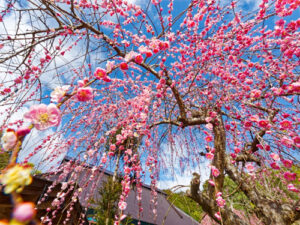 栗町の大川神社に近い高台の古民家に住む酒井道代さんの自宅敷地内で、庭にある紅白計４本のしだれ梅が、普通の梅より早く鮮やかな花を咲かせた。