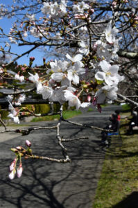 ようやく市内の桜も先週末から咲き始めている。里町の里宮高倉神社参道にある桜並木の桜も３月31日に開花し、朝から好天に恵まれた翌１日は「２分咲き」まで進んだ。