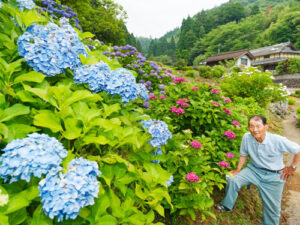 小畑町の西端、伊路屋（いじや）川の上流に住む大滝庄一さん（84）が自宅近くで育ててきた「小畑アジサイ園」が見頃を迎えている。約30年以上かけて少しずつアジサイを植え育ててきたという山裾の斜面には20種類以上の４００株が並ぶ。